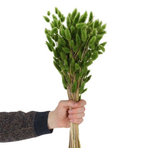 Produkt Suszona trawa Lagurus (zając) 65-70 cm 100 g