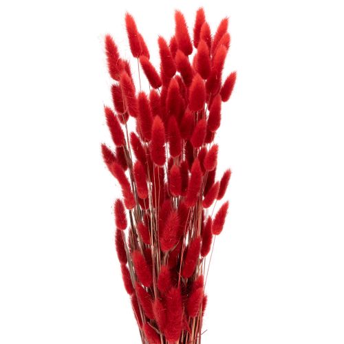 Suszony bukiet Lagurus, dekoracja z suszonych kwiatów, 70cm, 100g kupić | Floristik24.pl
