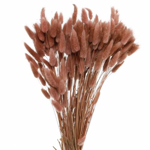 Sucha florystyka trawa z ogona królika Lagurus czerwonawo-brązowa 100g