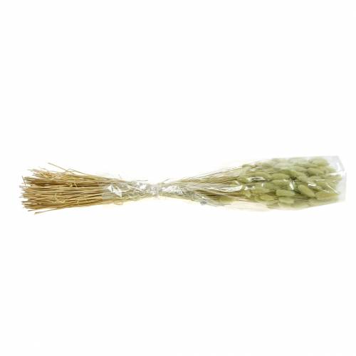 Floristik24 Aksamitna Trawa Lagurus Jasnozielona 100g Suche Trawy