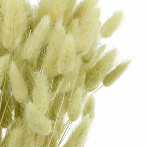 Floristik24 Aksamitna Trawa Lagurus Jasnozielona 100g Suche Trawy