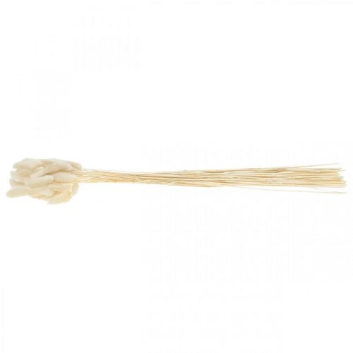 Floristik24 Lagurus suszona trawa z ogona zająca bielona 40-50cm 50 szt