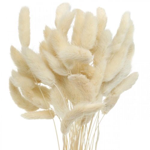 Produkt Lagurus suszona trawa z ogona królika bielona 40-50cm 50p