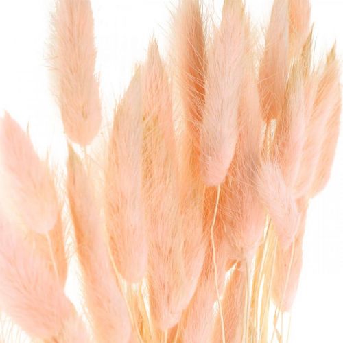 Floristik24 Trawa dekoracyjna różowa, Lagurus, dekoracja naturalna, florystyka sucha L45–50cm 30 sztuk