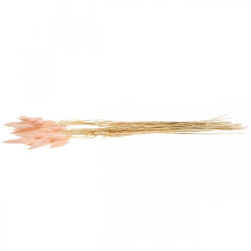 Floristik24 Trawa dekoracyjna różowa, Lagurus, dekoracja naturalna, florystyka sucha L45–50cm 30 sztuk