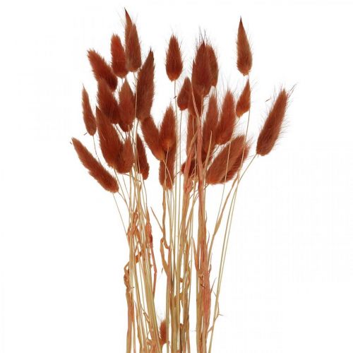 Floristik24 Trawa sucha rdzawoczerwona, dekoracja naturalna, Lagurus, florystyka sucha L45–50cm 30 sztuk