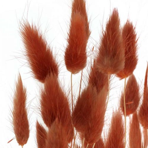 Floristik24 Trawa sucha rdzawoczerwona, dekoracja naturalna, Lagurus, florystyka sucha L45–50cm 30 sztuk