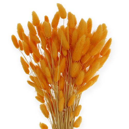 Floristik24 Trawa Dekoracyjna Pomarańczowy Lagurus 100gr