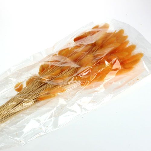 Floristik24 Trawa Dekoracyjna Pomarańczowy Lagurus 100gr