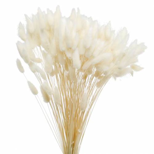 Suszony Kwiat Lagurus Lampa Czyszcząca Trawa Bielona 100g