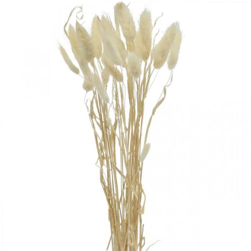 Floristik24 Dekor suszony Lagurus, trawa aksamitna, trawa z ogona królika, dekoracja sucha bielona L20–60cm 30szt
