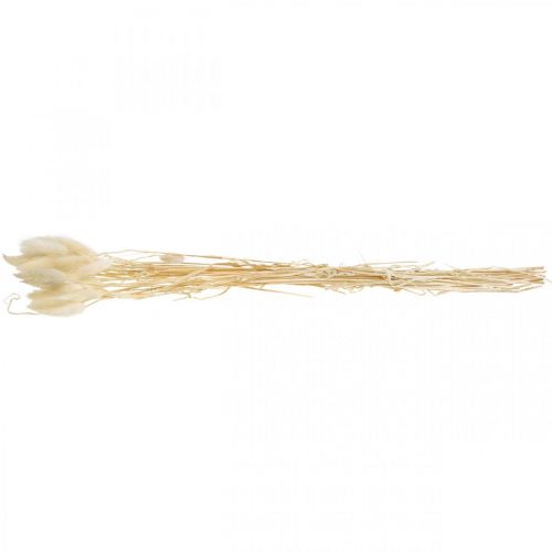 Floristik24 Lagurus suszona dekoracja, trawa aksamitna, trawa ogona królika, sucha dekoracja bielona L20-60cm 30 sztuk