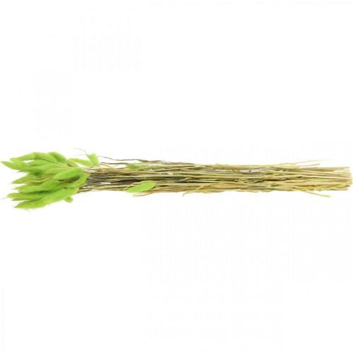Produkt Aksamitna zieleń traw, lagurus, sucha dekoracja, suszona słodka trawa L18-50cm 25g