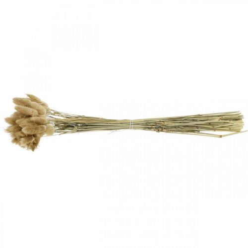 Produkt Lagurus ovatus, Pennisetum Trawa, Aksamit Trawa Naturalny Jasnobrązowy L40–50cm 30g