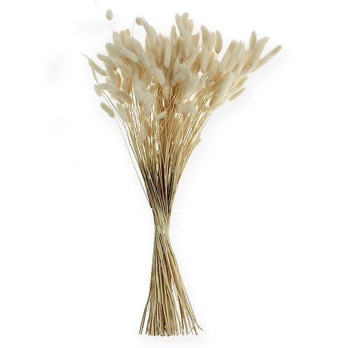 Floristik24 Deco Grass White Lagurus 100g