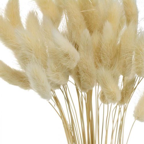 Floristik24 Trawa ozdobna, Trawa cukrowa bielona, Lagurus ovatus, Trawa aksamitna L40–55cm 25g