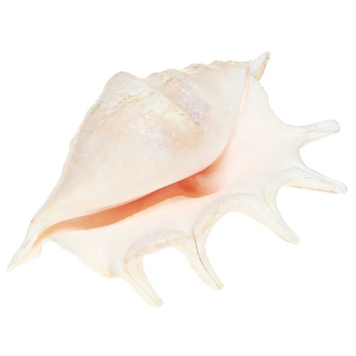 Produkt Lambis Ślimak Morski Naturalna Dekoracja 14cm 10 szt