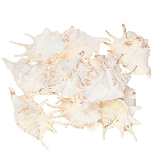 Produkt Lambis Ślimak Morski Naturalna Dekoracja 14cm 10 szt