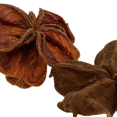 Produkt Landlotus Natura 50 szt