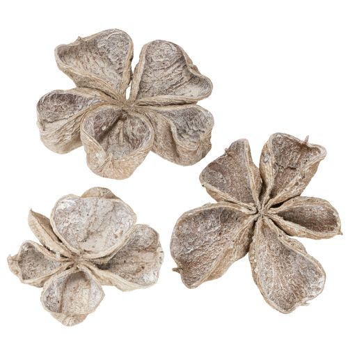 Floristik24 Landlotus White Washed 6-12cm 50 szt.
