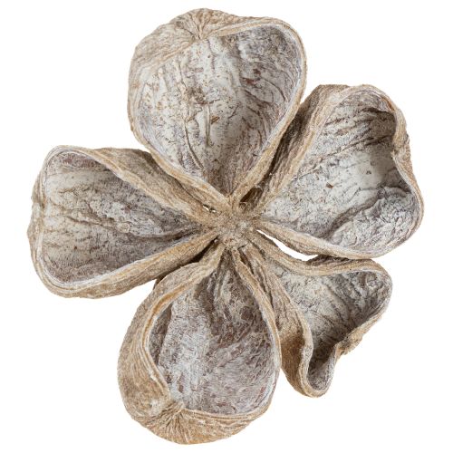 Produkt Landlotus White Washed 6-12cm 50 szt.