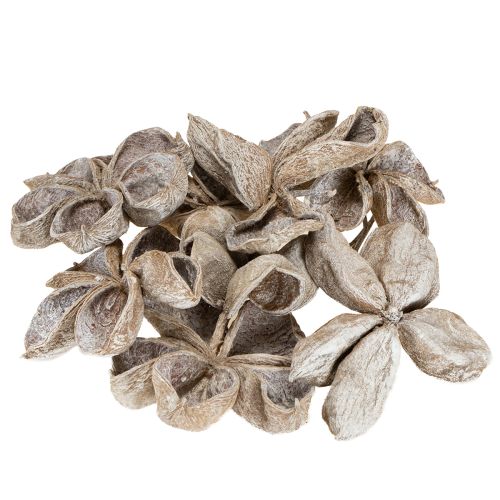 Produkt Landlotus White Washed 6-12cm 50 szt.