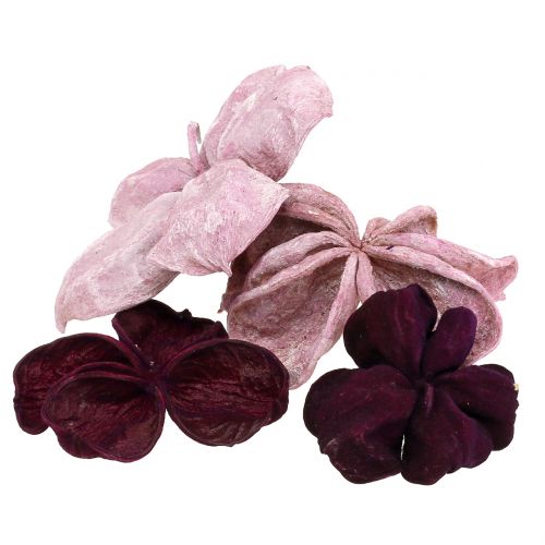 Landlotus Mix Jeżyna, Stary Róż 50 szt