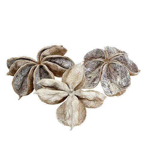 Floristik24 Landlotus biały myty 6-12cm 50 szt