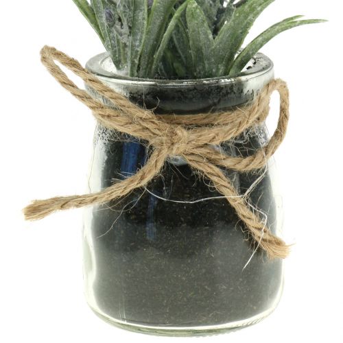 Floristik24 Lawenda w słoiczku wys.15cm