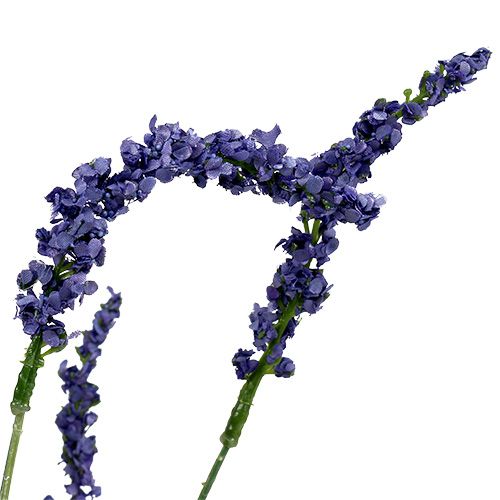 Floristik24 Krzew Lawendy 55cm Niebieski