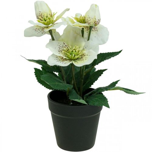 Floristik24 Wielkopostna róża Hellebore Świąteczna doniczka na róże sztuczne kwiaty wys.25cm biała