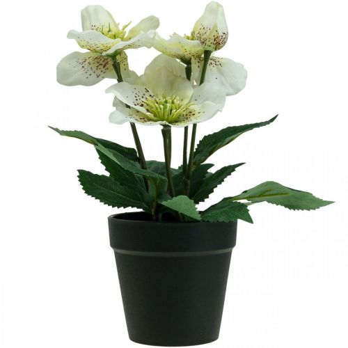 Floristik24 Wielkopostna róża Hellebore Świąteczna doniczka na róże sztuczne kwiaty wys.25cm biała