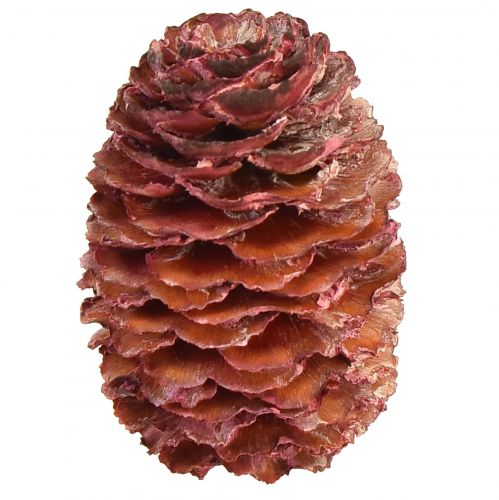 Produkt Szyszki Leucadendron Sabulosum w kolorze czerwonym matowym 500g