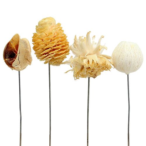 Produkt Asortyment Leucodendron bielona dekoracja na drucie 100 szt