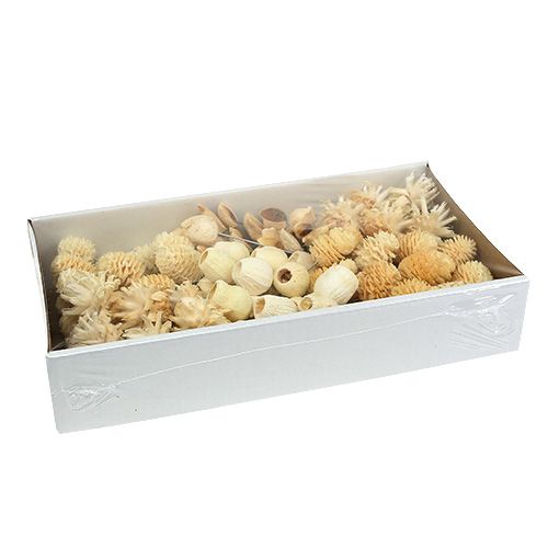 Produkt Asortyment Leucodendron bielona dekoracja na drucie 100 szt