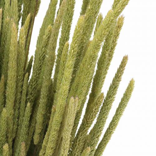 Floristik24 Tymotka pospolita natura 50-60cm 100g