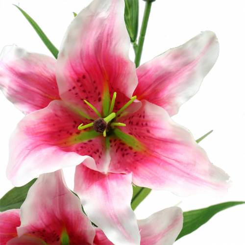 Floristik24 Lilia Orientalna "Stargazer" Biała, Różowa 86cm