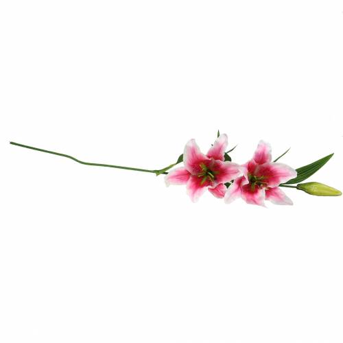 Floristik24 Lilia Orientalna "Stargazer" Biała, Różowa 86cm