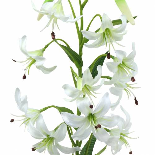 Floristik24 Lilia Biała 82cm
