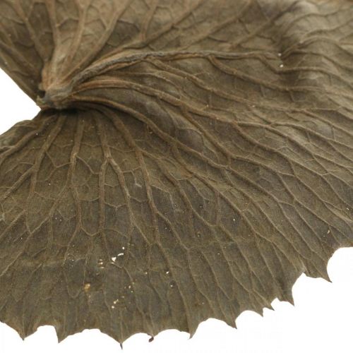 Produkt Suszone liście lotosu naturalna sucha dekoracja liść lilii wodnej 50 sztuk
