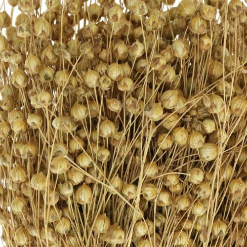 Floristik24 Len naturalny, trawy do florystyki suchej, Linum produkt naturalny 160g