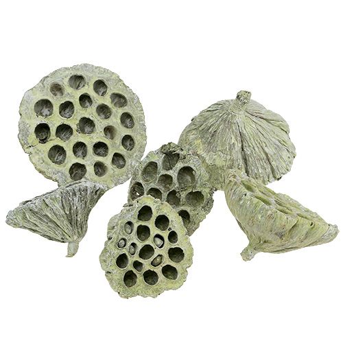 Floristik24 Mieszanka kolb lotosowych zielona myta Ø6cm - 10cm 50 szt