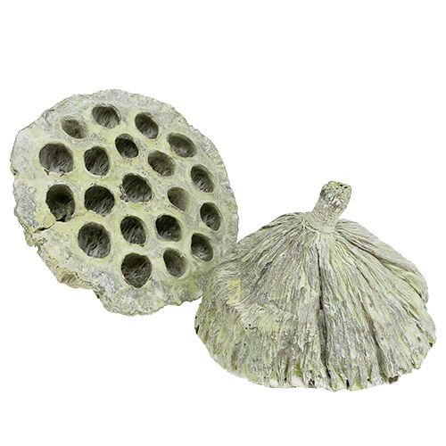Produkt Mieszanka kolb lotosowych zielona myta Ø6cm - 10cm 50 szt