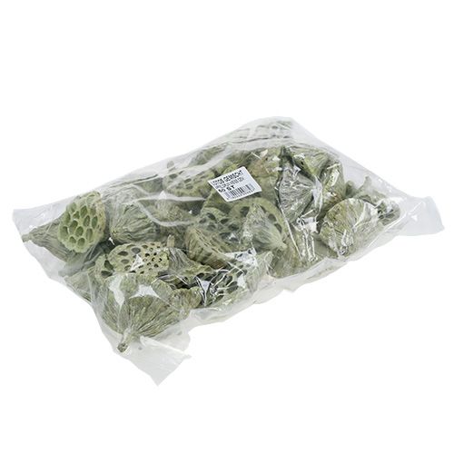 Produkt Mieszanka kolb lotosowych zielona myta Ø6cm - 10cm 50 szt