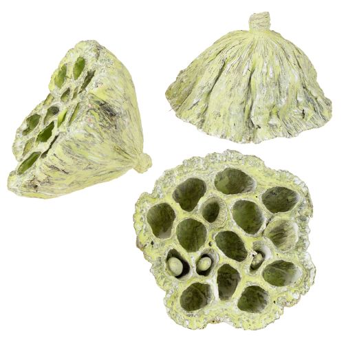 Produkt Mieszanka kolb lotosowych zielona myta Ø6cm - 10cm 50 szt