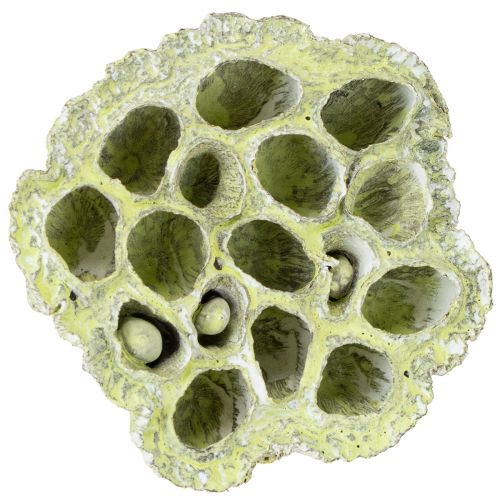 Produkt Mieszanka kolb lotosowych zielona myta Ø6cm - 10cm 50 szt