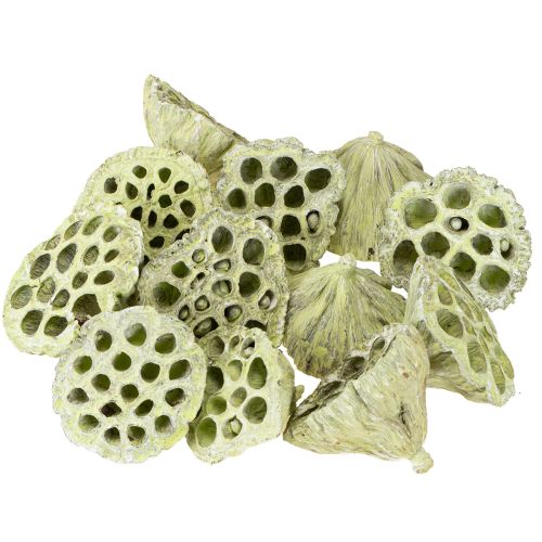 Produkt Mieszanka kolb lotosowych zielona myta Ø6cm - 10cm 50 szt