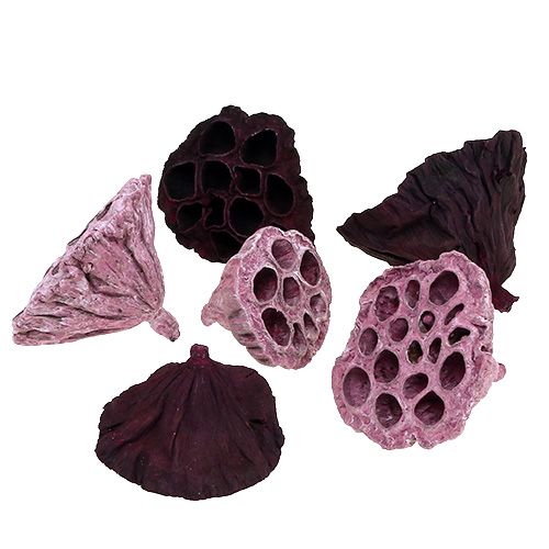 Produkt Lotus Mix Różowy, Erika Ø6cm - Ø10cm 50 szt