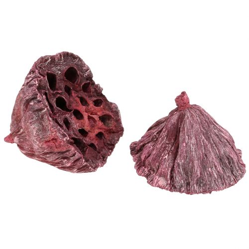 Produkt Kapsułki Lotosu, sucha florystyka, cebula lotosu różowa, sprana biel 50 sztuk