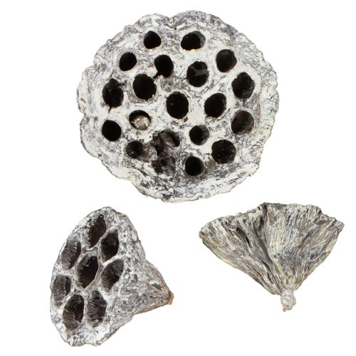 Floristik24 Lotos Naturalna dekoracyjna butelka z lotosem, biała, myta, 6-8 cm, 50 szt.